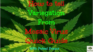 How to Tell The Difference Between True Variegation & Mosaic Viruses