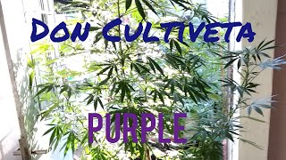 Purple Pyramid Parte 5 Seguimiento Exterior 2018/2019 Don Cultiveta.