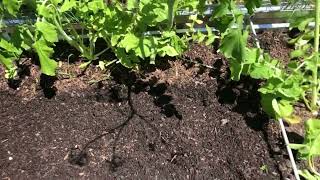 It’s Just Me Outside Enjoying The Worms In The Garden Bed. Getting Some Seeds In The Ground!