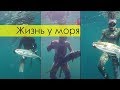 Лучшие подводные охотники о жизни у моря Владивосток