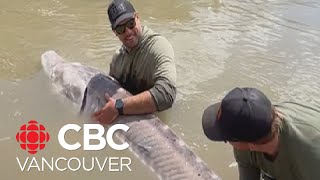 Giant sturgeon caught and released in B.C.&#39;s Fraser River