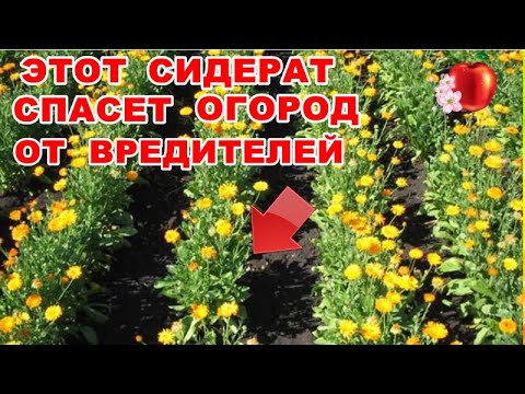 Видео: Пять надежных способов избавиться от микробов