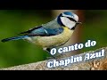 O Canto do Chapim Azul!  Cyanistes caeruleus