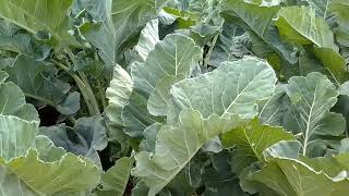 grow kales/sukuma wiki like a pro