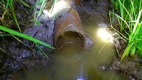 Đặt Lợp Ếch Chạy Đồng Qua Khu Lúa Chét Chạy Cũng Ổn/Út Miền Tây