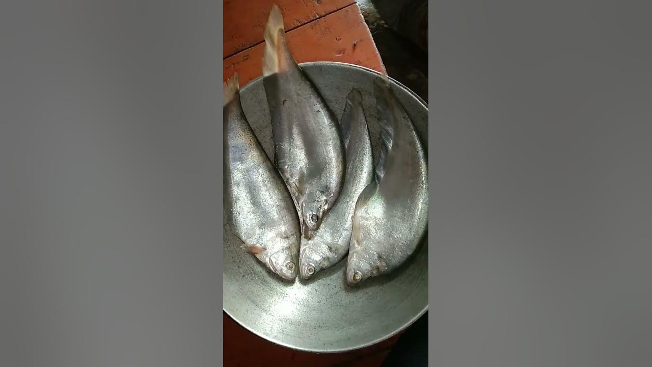 machhali-ka-naam-bataiye-dosto-fishmarket-youtube