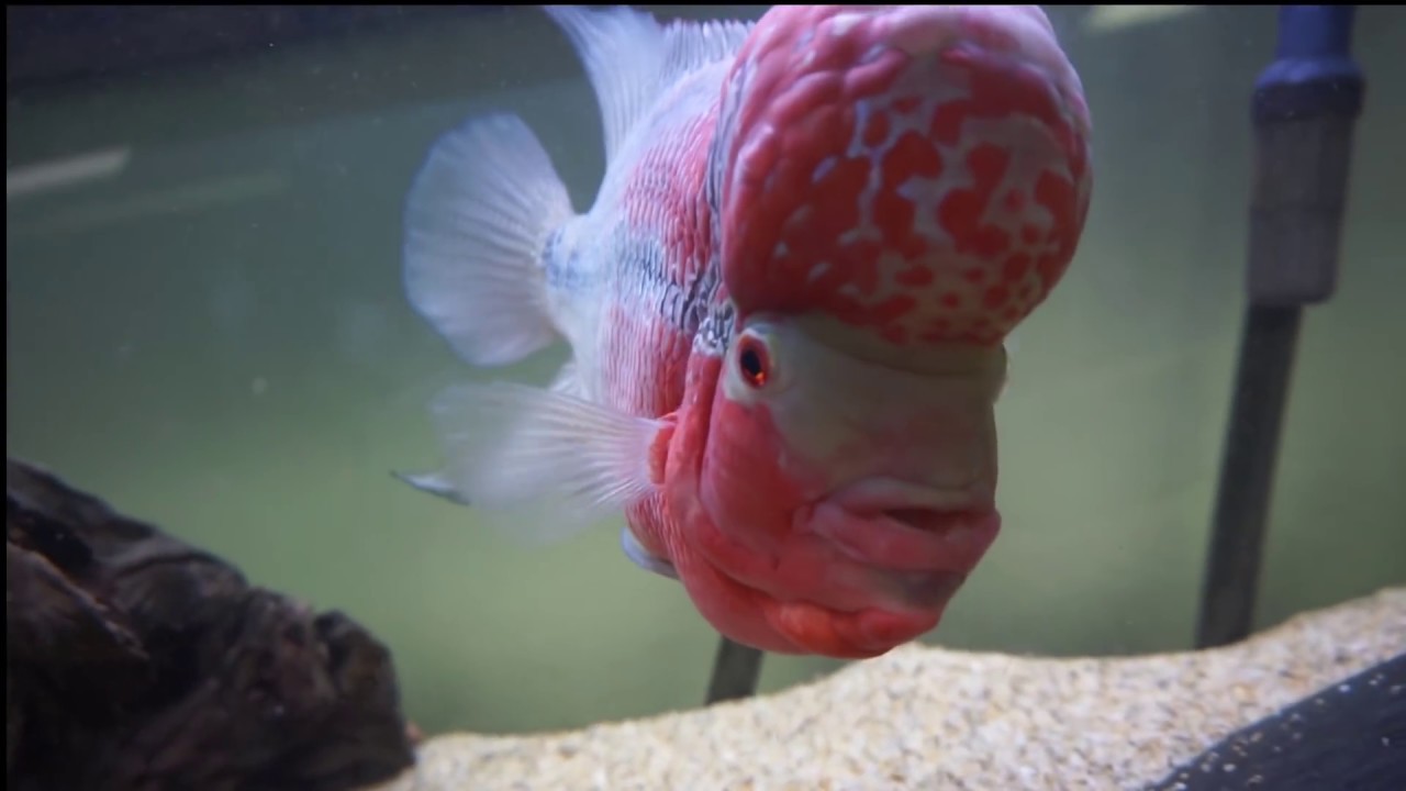 Flowerhorn Care YouTube