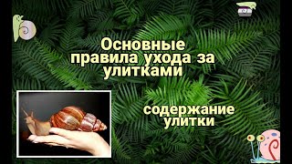 Основные Правила По Уходу За Улитками. Для Начинающих. Содержание Улиток.