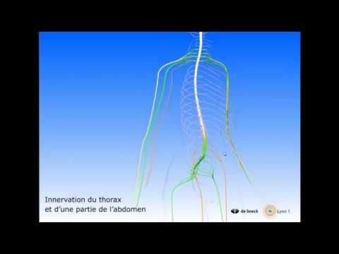 Vidéo sonorisée La moelle épinière et les nerfs rachidiens
