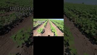 Wharton Co, TX Cotton Update