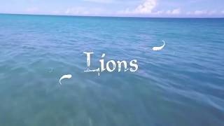 Lions - Book Trailer #2