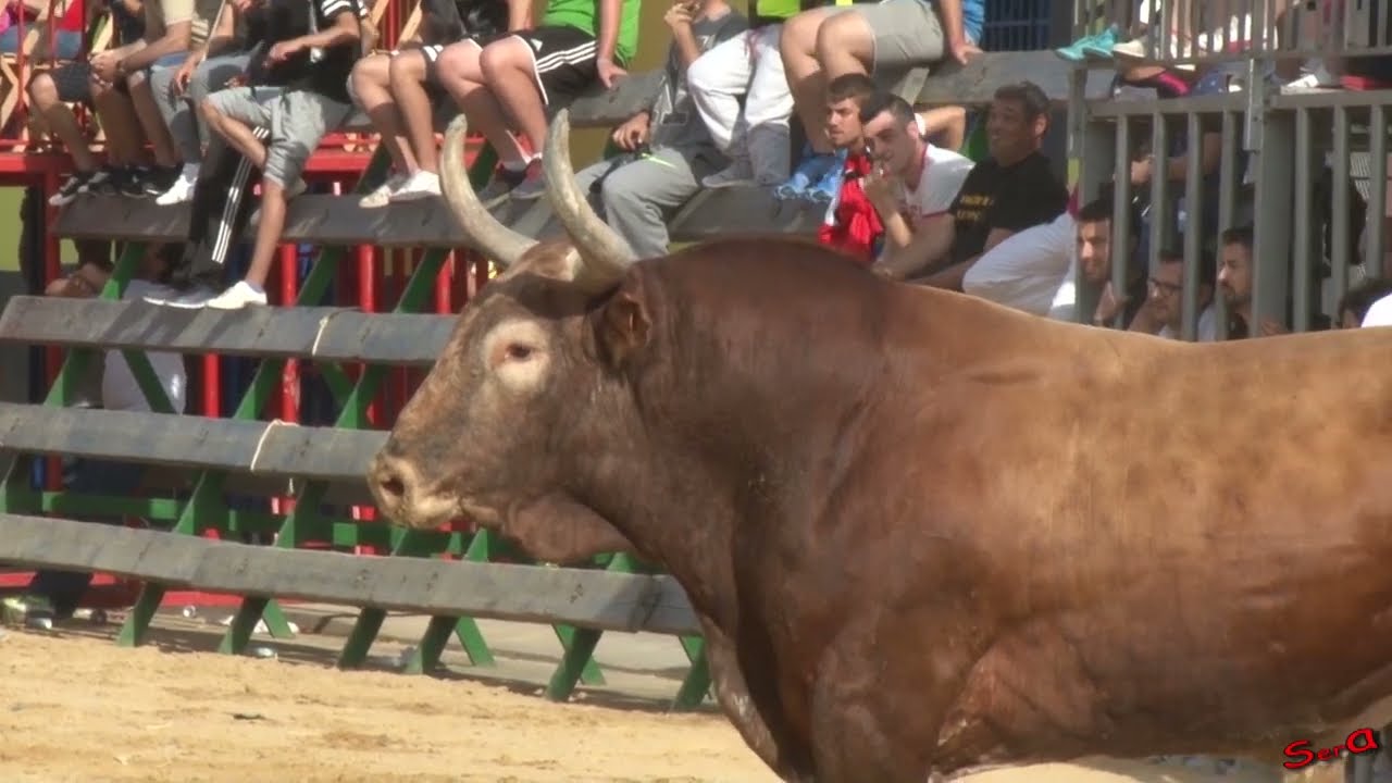 ✅ALGEMESÍ 01 ◾ Cerriles