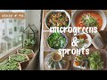 Growing microgreens  sprouts on my apartments window sill  ideas on how to eat them