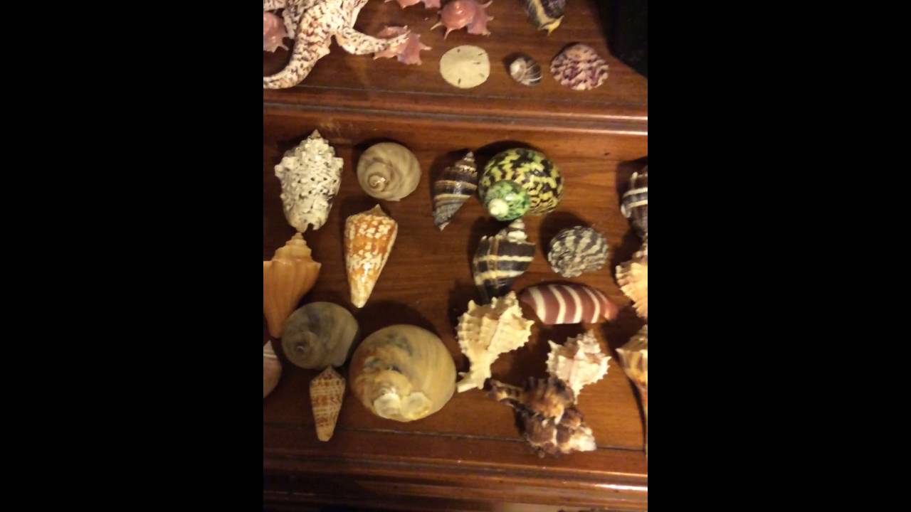 sea shell collection
