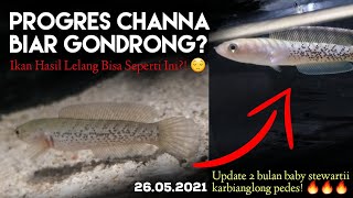 PROGRES CHANNA STEWARTII KARBIANGLONG (Tips Memilih Baby Channa Stewartii Karbianglong)