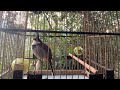 Luyện Giọng Chào Mào Mồi Hót Đấu | chào mào mồi gọi bổi 0040