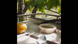 Как обычный лимон снизит содержание свободного хлора в воде из водопровода для полива растений