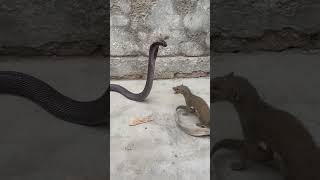 Mongoose vs cobra