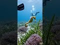 POV: A Seahorse in the Ocean”#POV #Seahorse #Underwater #OceanLife #MicroCamera #Nature #Shorts
