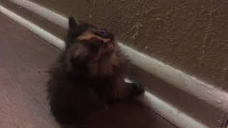 Persian Cats Sale in Sandy Springs, GA