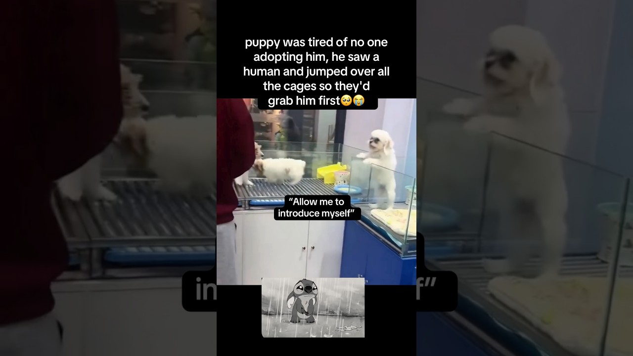 Puppy needed attention🥺 