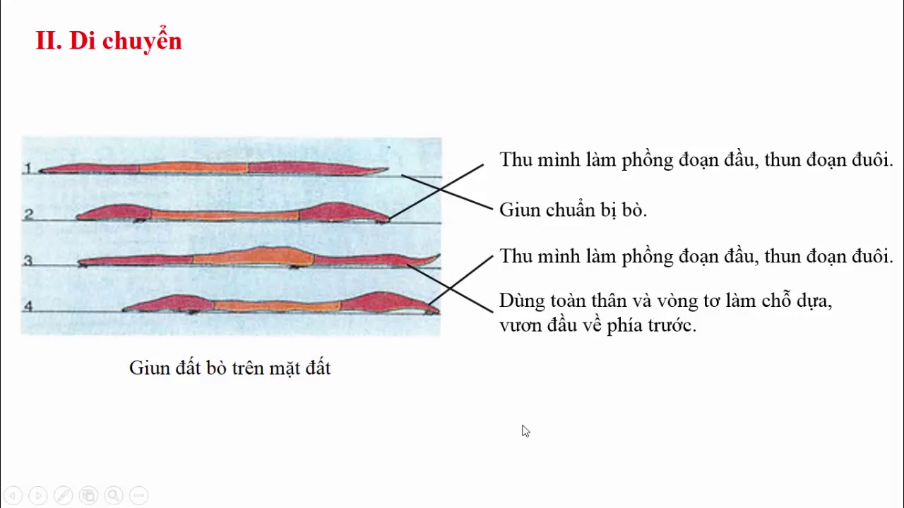 Giun đất sinh học 7 | Bài 15: Giun đất – Sinh học 7 – Hoc24.vn