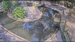 Preview of stream St. Augustine Alligator Farm LIVE 24/7