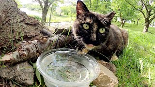 モフるとコテンと寝転がるサビ猫、水をゴクゴク飲んで水分補給