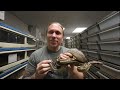 Coolest Boa Collection On The Planet! SnakeBytesTV