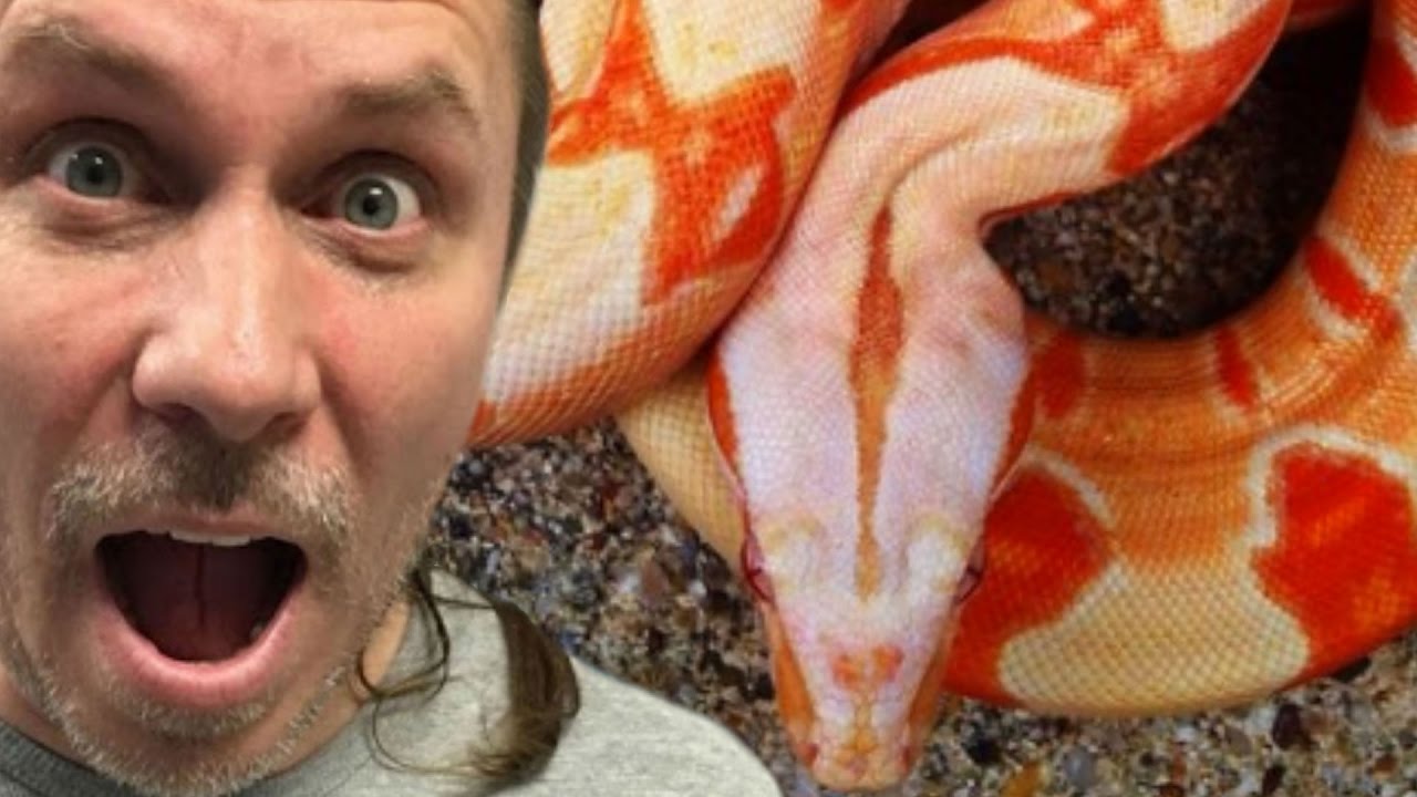 discovery channel snake episode Coolest Boa Collection On The Planet! SnakeBytesTV