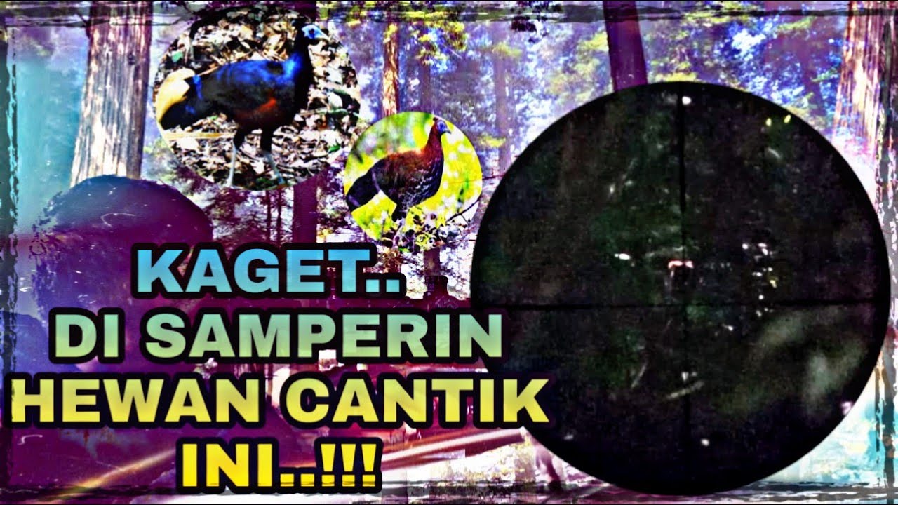 Ayam hutan khas kalimantan (sempidan biru) || uklik canon 808 