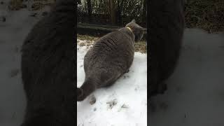 なぜそこに！？雪に戸惑う猫 by Susuki 1,378 views 3 months ago 1 minute, 38 seconds