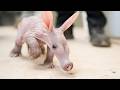 Zookeepers step in to help mum raise baby aardvark | SWNS