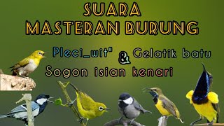 ‼️Audio mastering burung. isian pleci wit', sogon kenari, dan gelatik batu ngeroll. #masteranburung