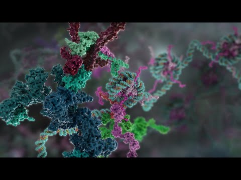 Video: Rollen Av BRCA1 I Homolog Rekombinationsreparation Som Svar På Replikationsstress: Betydelse I Tumörgenes Och Cancerterapi