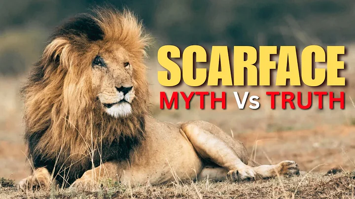 The Real Truth About Scarface Nobody Tells You