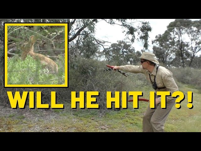 AUSSIE MAN HUNTS CARP AND RABBITS WITH BOOMERANG class=