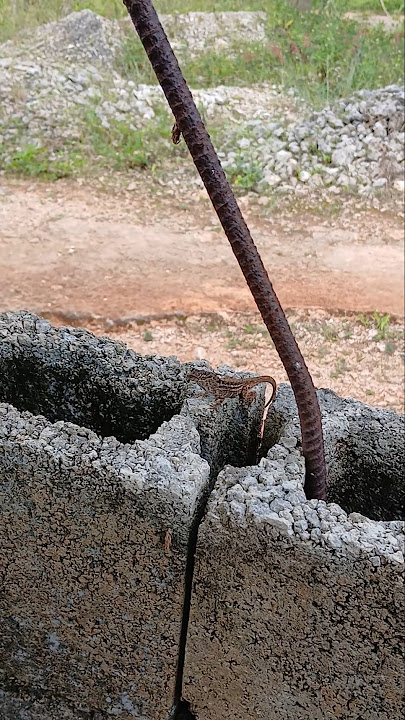2 camouflage Lizards #nature #venomouscreatures #animals #lizard #wildanimals #wildlife #shorts