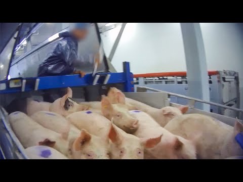 Video: Drie Mannen Veroordeeld Tot Gevangenisstraf Wegens Dierenmishandeling