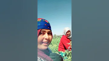 اغنية ياما الحنانة ها طلي طللا عشوية 