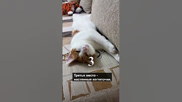 Когтеточки для котов Топ 5 лучших вариантов #shorts #кошка #коты #top5