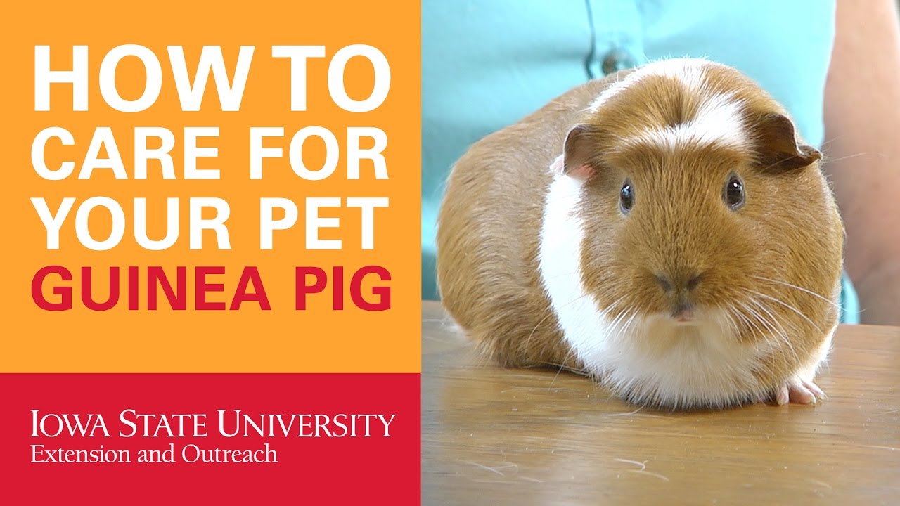 guinea pig care