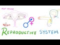 Reproductive System - Introduction- Anatomy and Physiology - Biology - MCAT