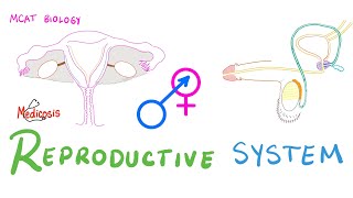 Reproductive System - Introduction- Anatomy and Physiology - Biology - MCAT