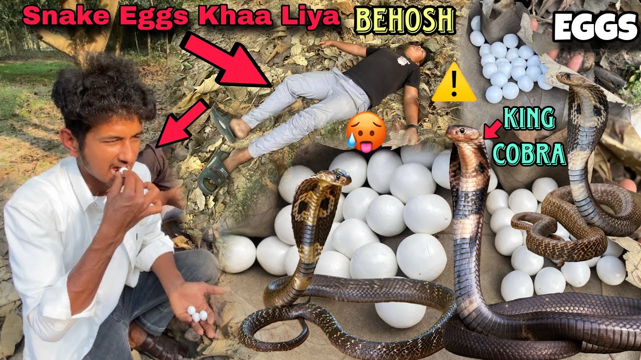साँप के अण्डा खा लिया 😧🤮