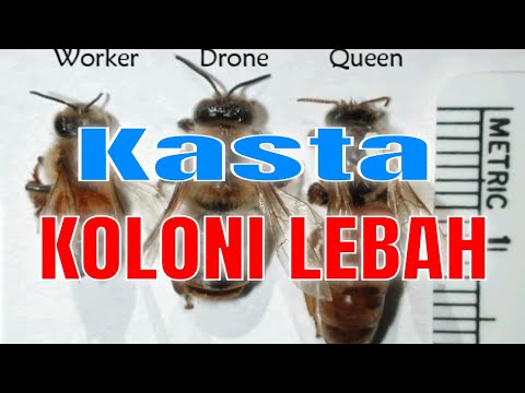 Video: Kerajaan Lebah. Bagian Empat