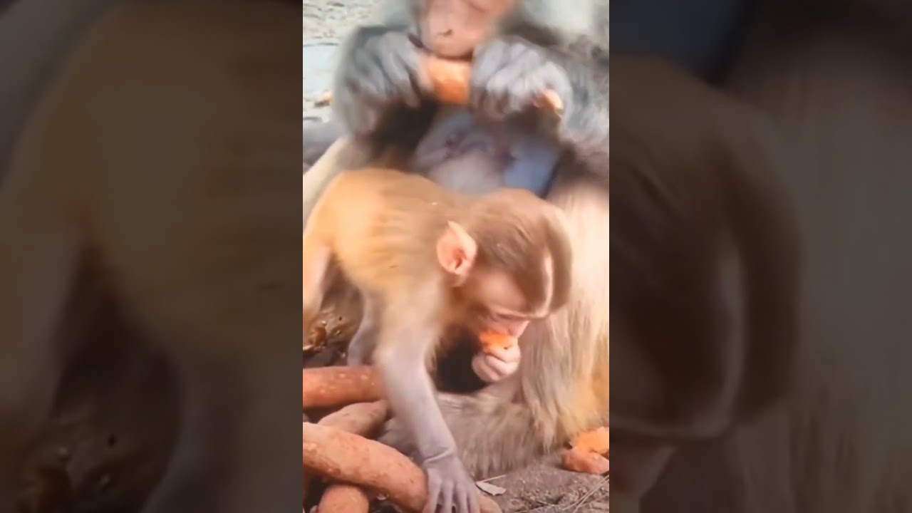 🐒🥔Monkey eating sweet potato 