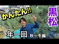 【黒松の剪定(秋冬)】年1回の手入れで樹形維持。大松の手入れで実践解説