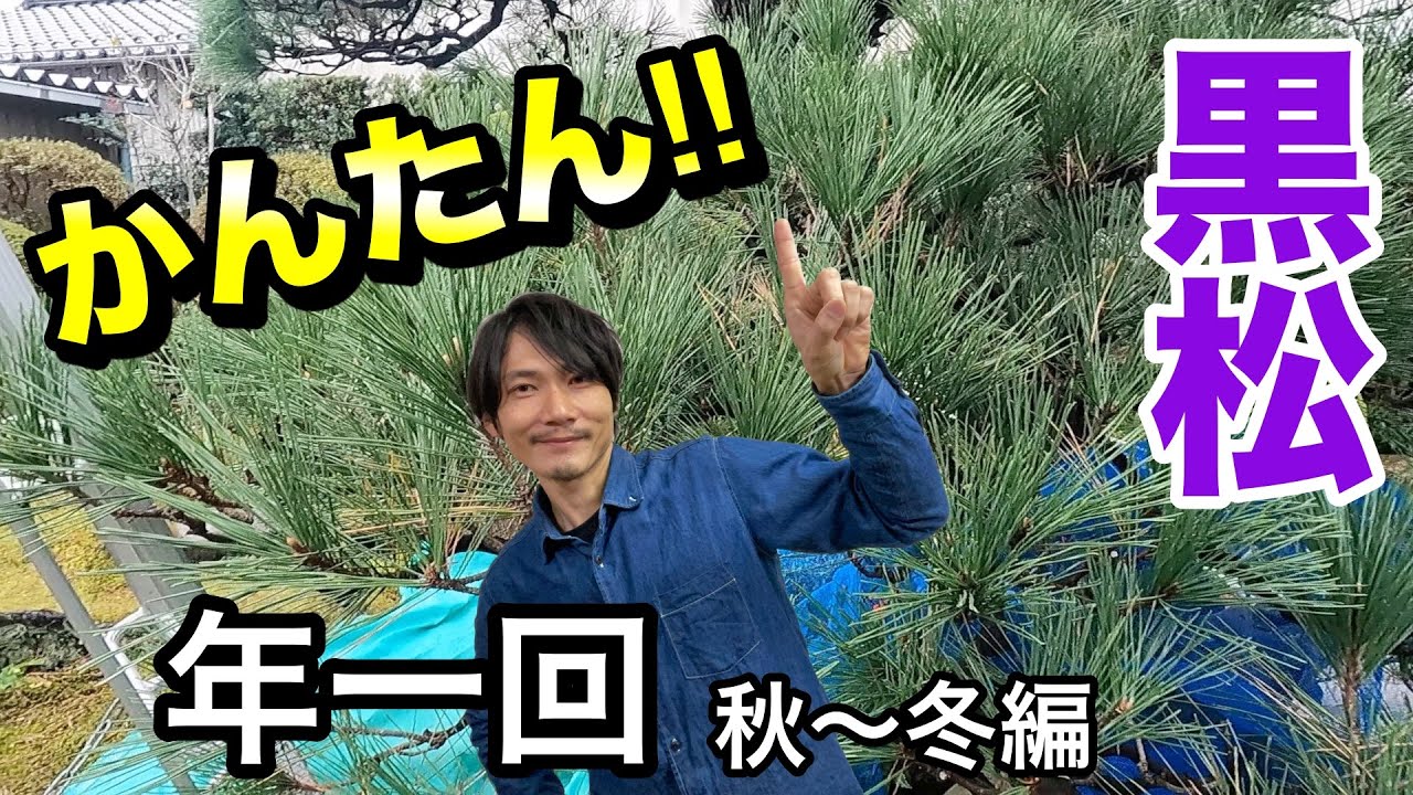 黒松の剪定 秋冬 年1回の手入れで樹形維持 大松の手入れで実践解説 Youtube 黒松の剪定 秋冬 年1回の手入れで樹形維持 大松の手入れで実践解説 Youtube