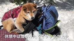 日光澤温泉 柴犬 チャンわらサン Youtube
